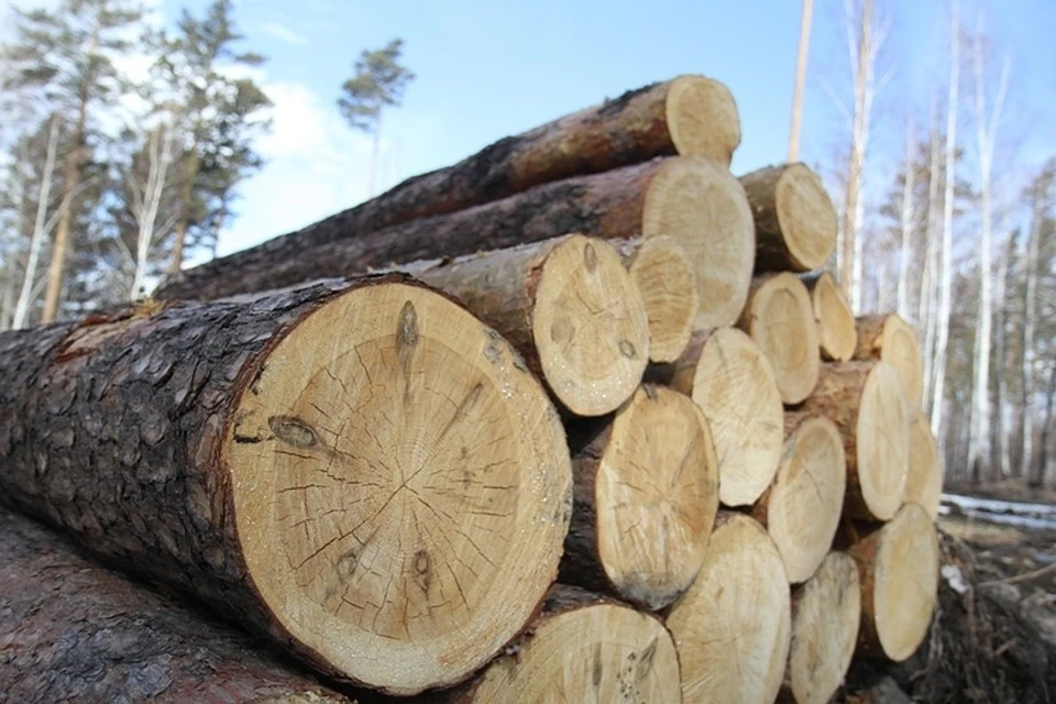 Рубщика леса убило деревом, отскочившим от трех препятствий.