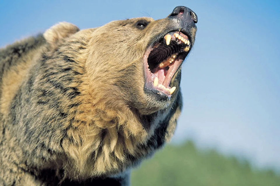 Сразу несколько известных заграничных изданий рассказали шокирующую историю выживания русского охотника, заломанного медведем.