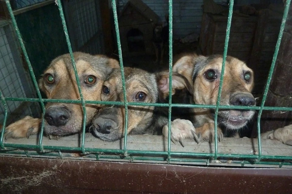 В Ростовской области до конца июля сто собак могут разом оказаться на улице.