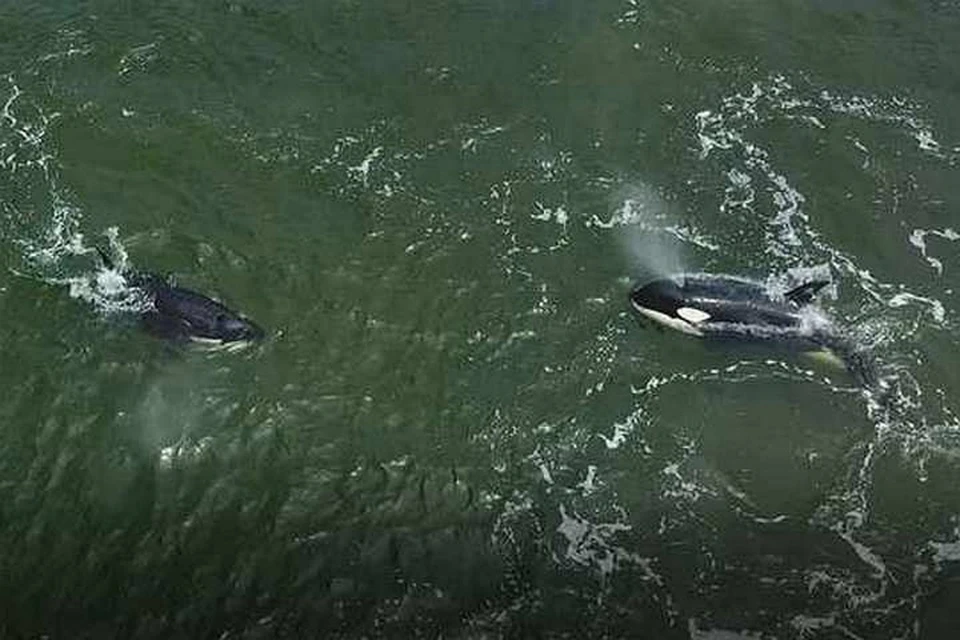 На видео показаны все этапы первой операции спасения узников "китовой тюрьмы". Фото: ВНИРО