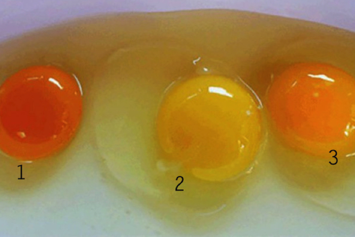 Разберемся, какое яйцо вкуснее.