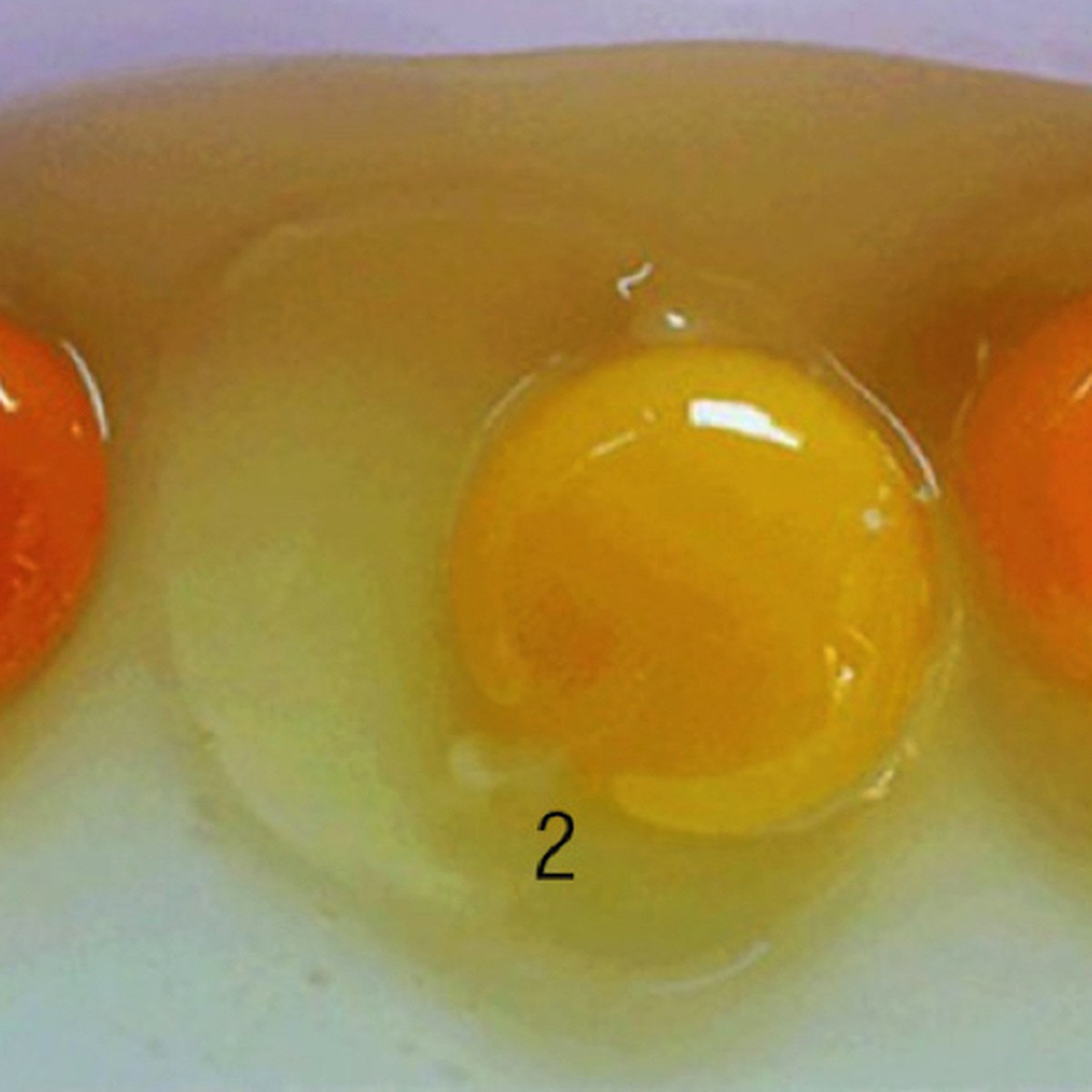 Породы кур, которые несут яйца голубого и зеленого цвета