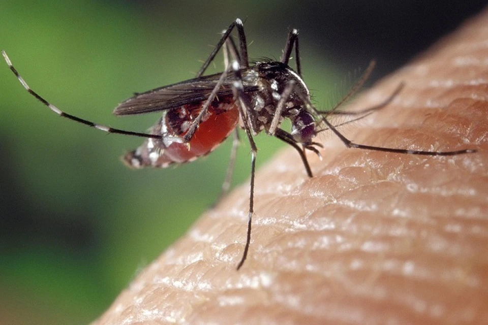 Используются препараты против трех видов комаров, мошкары и клещей.