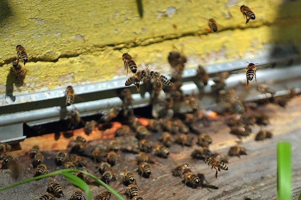 Бедствие коснулось пчелиных ульев на территории десяти районов республики