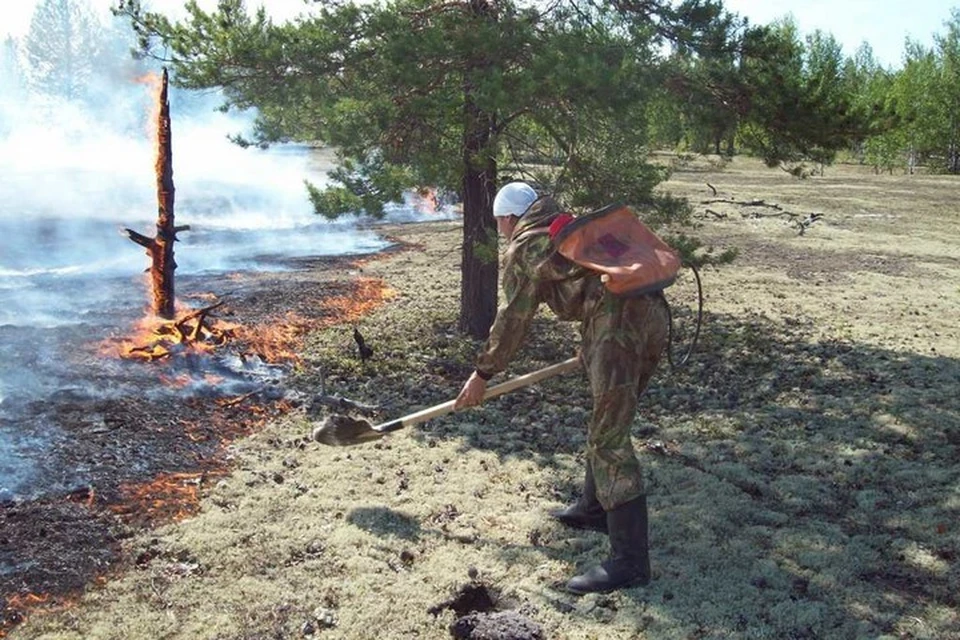 Следственный комитет возбудил уголовное дело по факту лесных пожаров в Красноярском крае. Фото: Лесопожарный центр