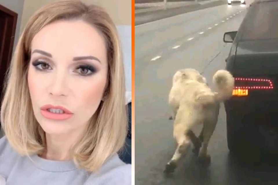 Узнав о случившемся, Ольга Орлова бросила все дела и приехала на Киевское шоссе, где заметили привязанного к движущемуся авто пса.
