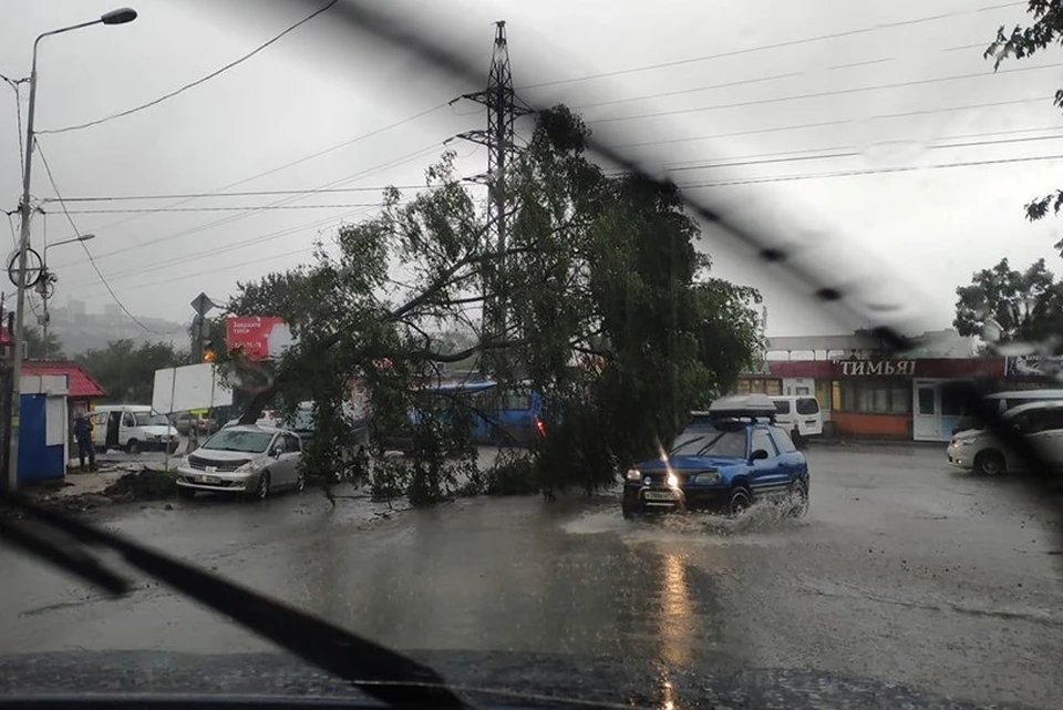Дерево упало на автомобили во Владивостоке. Фото: Юлия Игнатенко