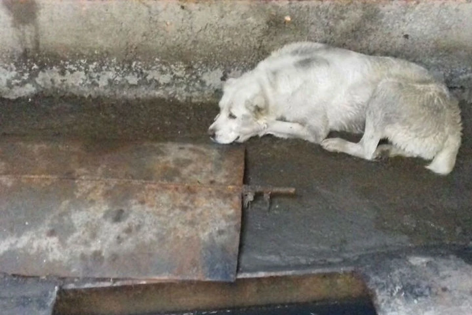 Неделю просидела в канализации: в Иркутске спасли собаку, упавшую в открытый люк. Фото: k9irk.