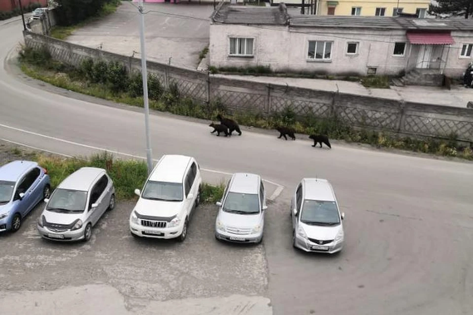 Рано утром в небольшом городе Елизово на Камчатке местные жители столкнулись с семьей медведей