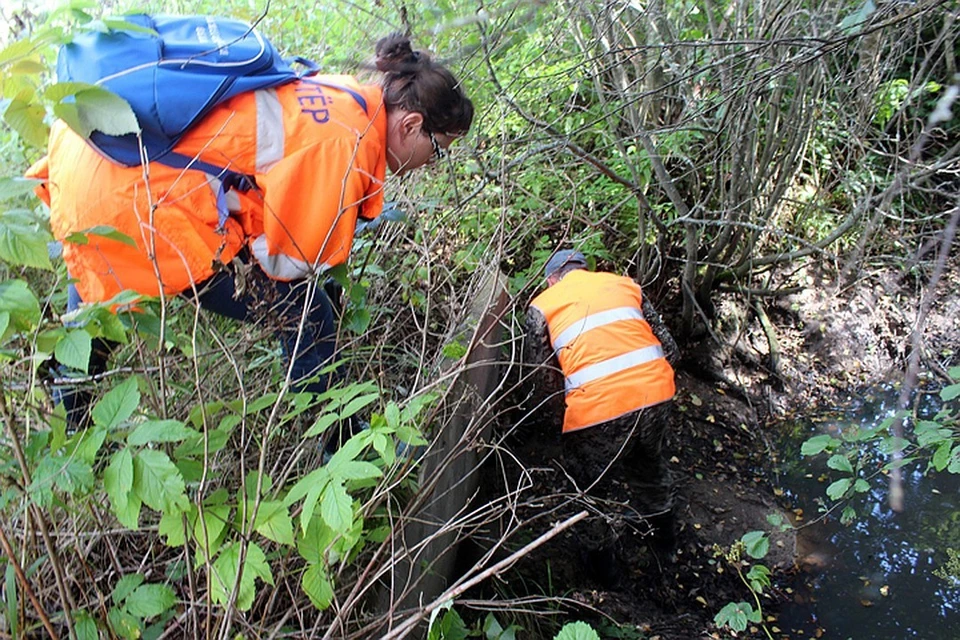 Поиски шестилетней Алины, потерявшейся в лесу в Ленобласти, завершены. ФОТО: Лиза Алерт