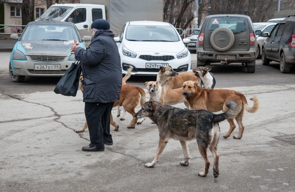 Одичавшие псы становятся похожими на волчьи стаи.