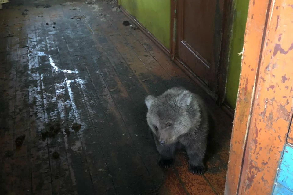 Медвежонка нашли в заброшенном здании в Первомайском округе Мурманска. Фото: vk.com/murmanpriut