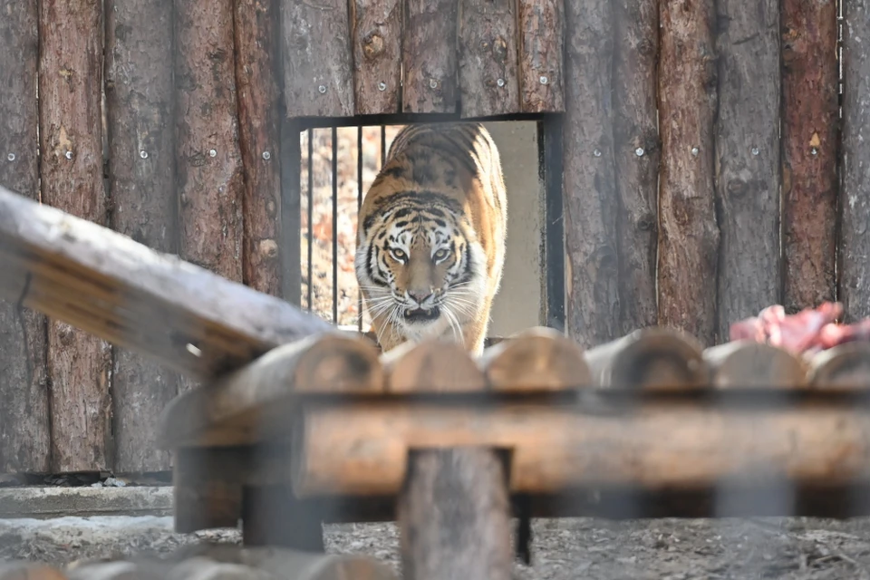 Хабаровская тигрица Тайга обрела постоянную прописку в Приморском крае