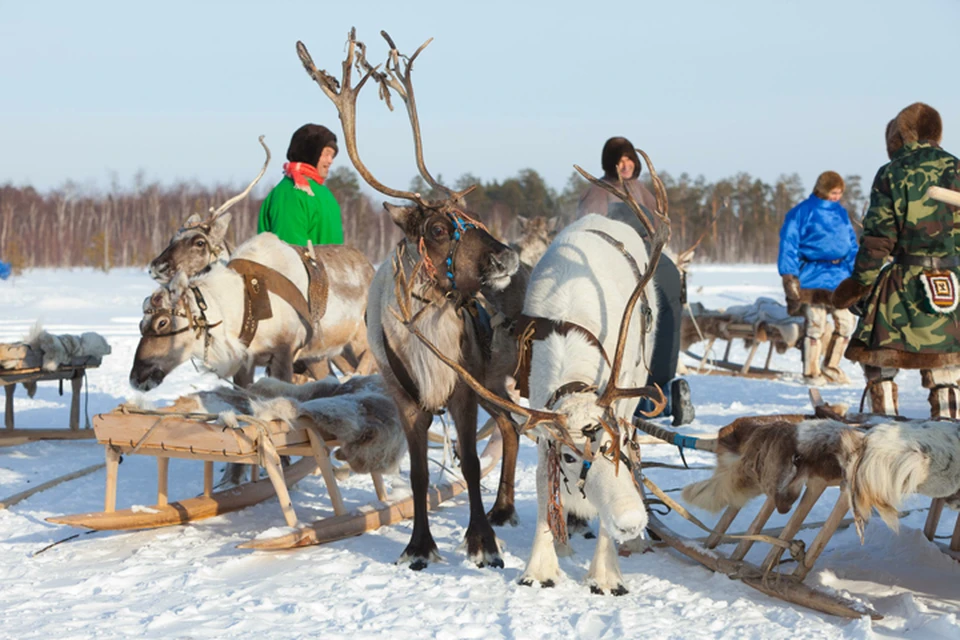 Якутским оленеводам предстоит преодолеть тысячи километров до дома из-за 500-рублевого штрафа