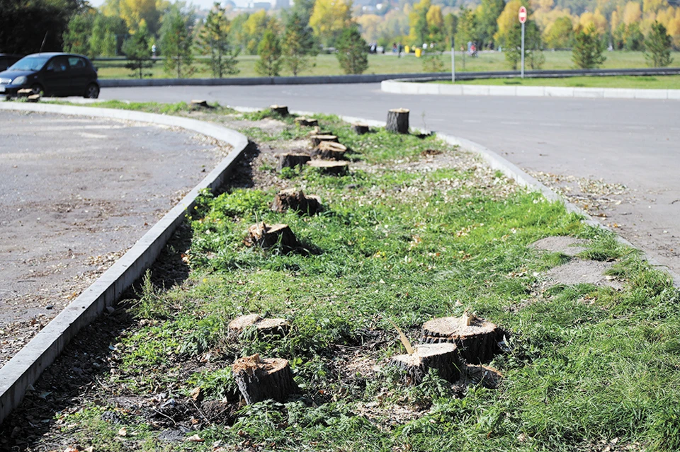 В Центре социальных проектов настаивают на том, что парковка нужна, и говорят, что снесут только 100 деревьев.