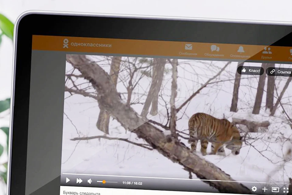 Ко Дню тигра WWF России загрузил в ОК новые видео, которые рассказывают о жизни амурского тигра в дикой природе