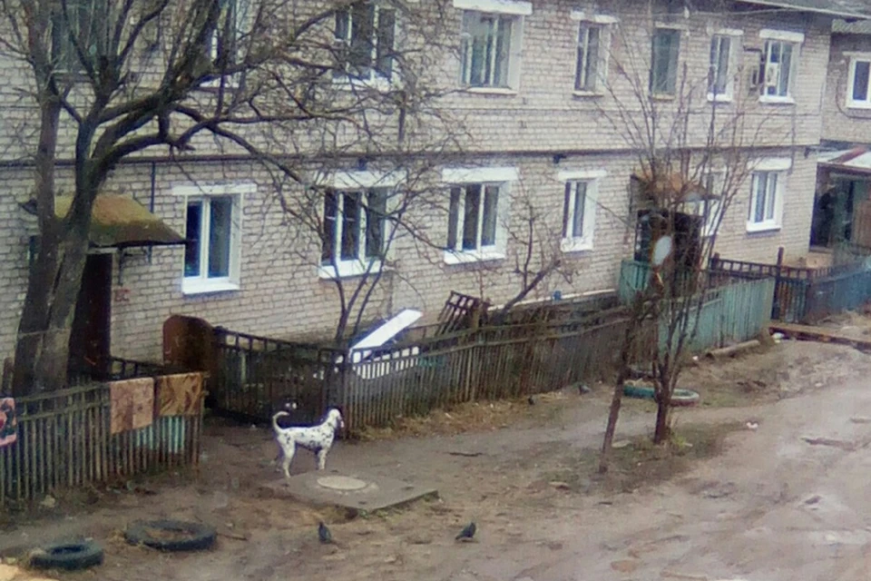 Агрессивный долматинец терроризирует всю округу