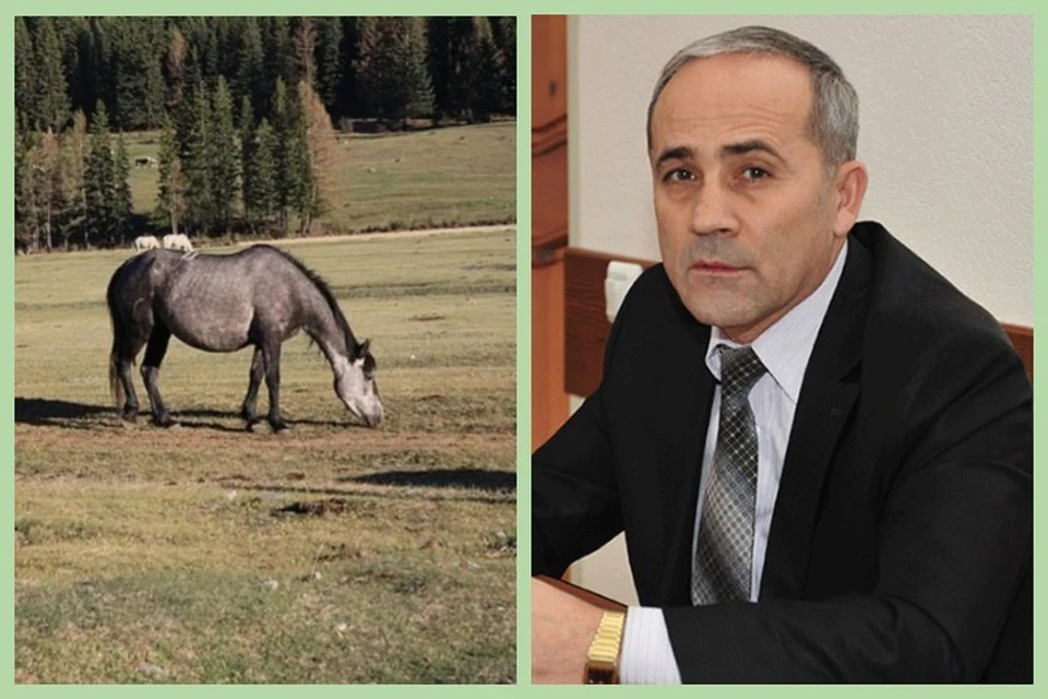 Бывший министр в Хакасии расстрелял зашедших на его поле чужих лошадей. Фото: Олег УКЛАДОВ, минсельхоз Хакасии.