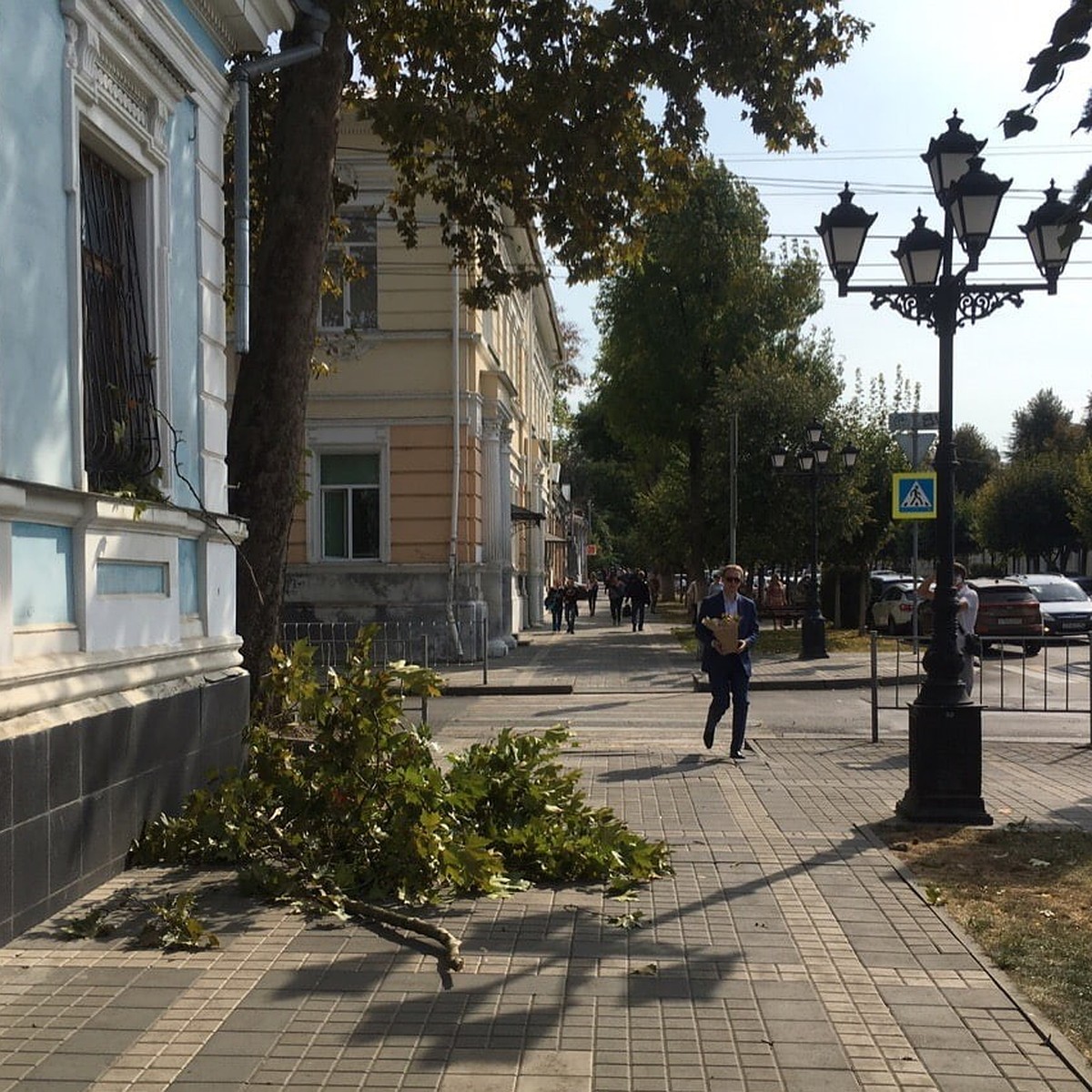 Кара небесная? Упавшая ветка в центре Симферополя разбила голову ребенку -  KP.RU