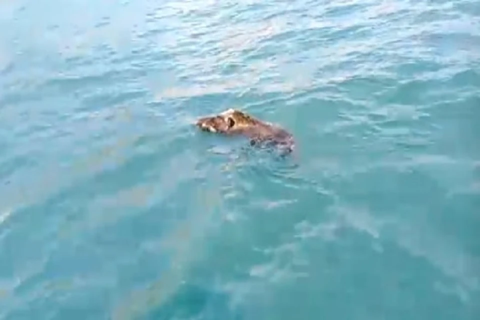 Дикий зверь искупался в море. Фото: скрин из видео