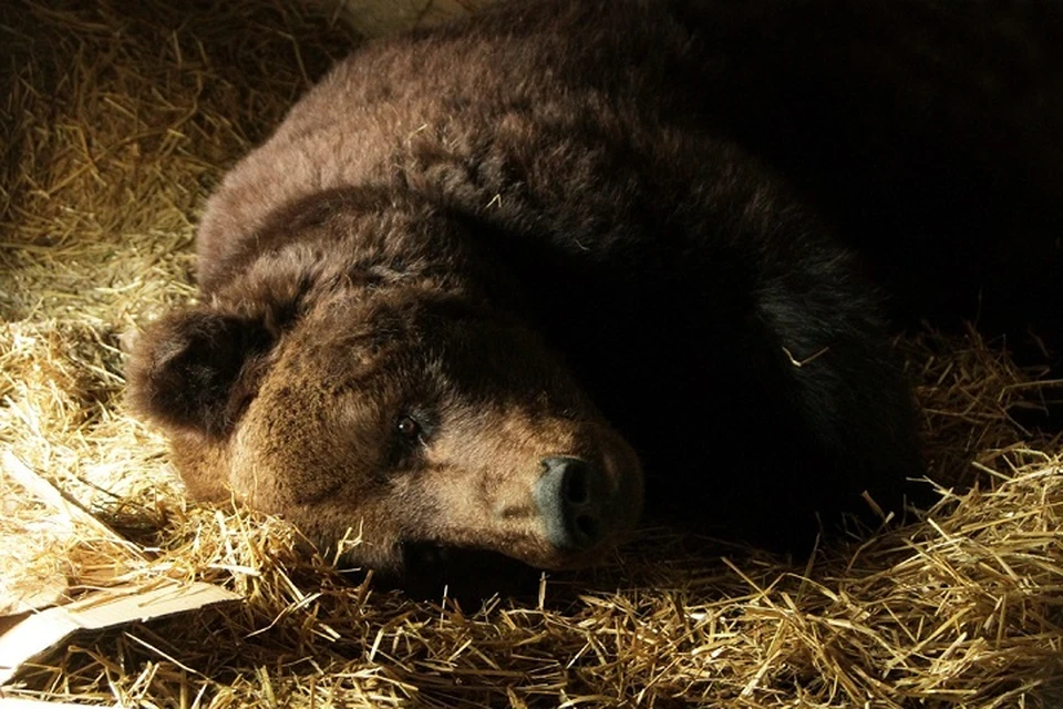 Первым впал в спячку Черныш. Фото: пресс-служба Екатеринбургского зоопарка