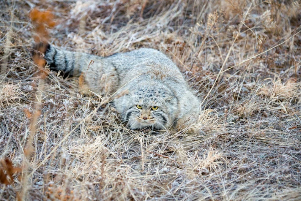 Кот-манул всех обманул: краснокнижный зверь прятался в траве в Байкальском заповеднике. Фото: Байкальский государственный природный биосферный заповедник.
