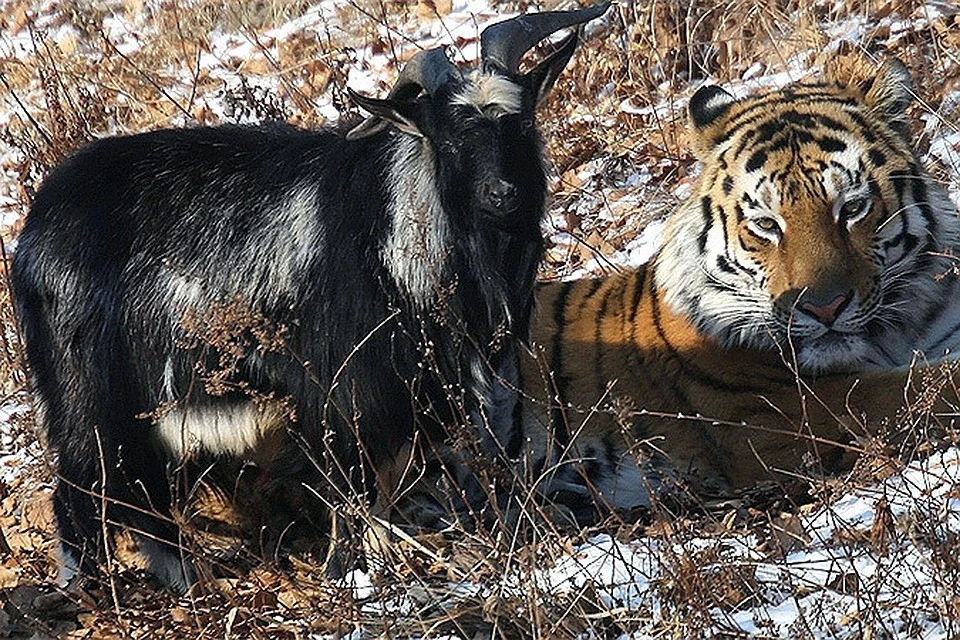 История о дружбе козла Тимура и тигра Амура прогремела на весь мир в конце 2015 года. Фото: Дмитрий Мезенцев