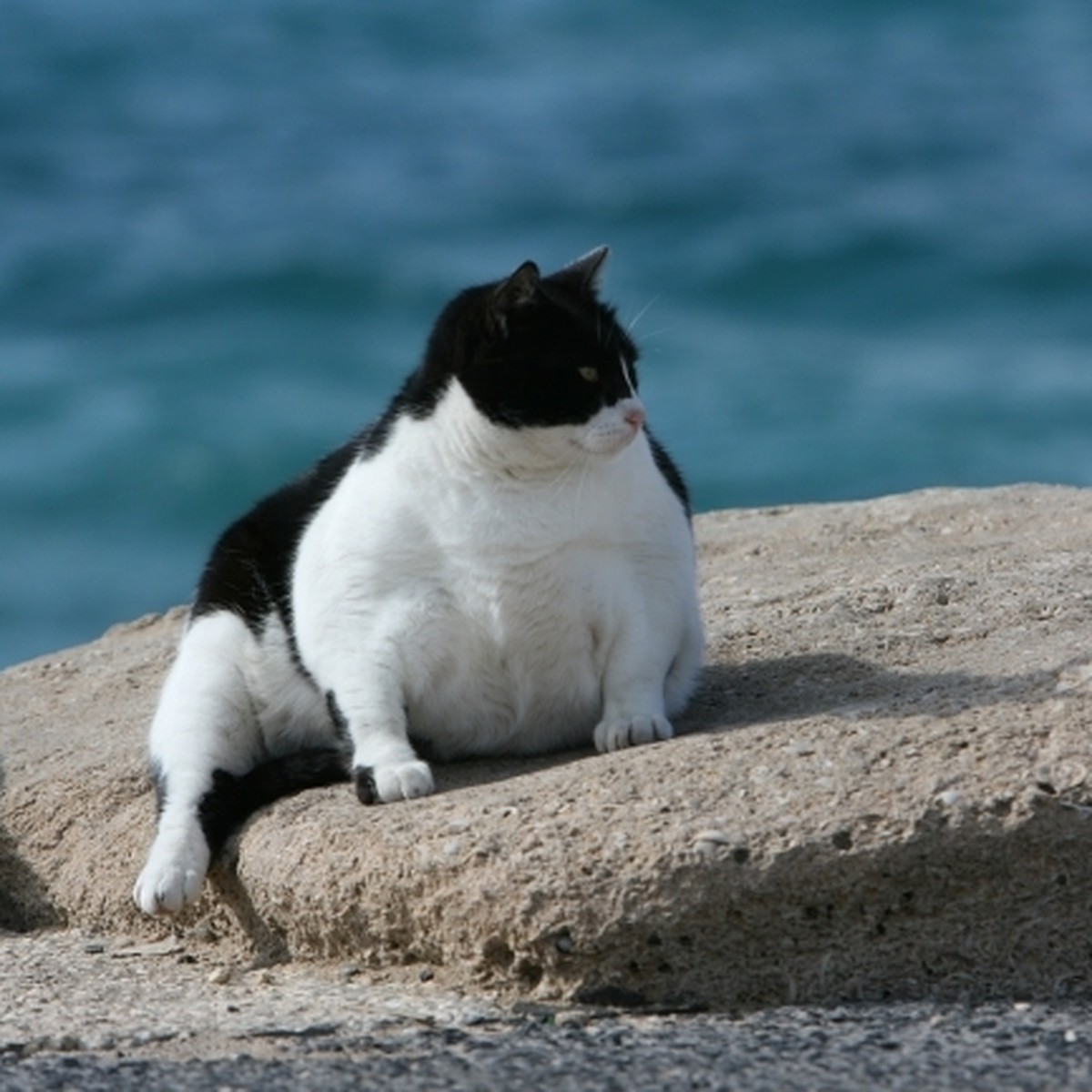 Как определить лишний вес у кошки и способы борьбы с ним
