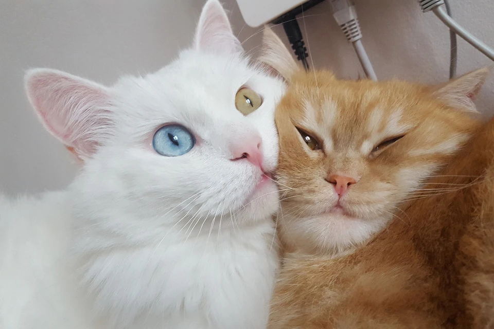 Белый кот с разноцветными глазами пропал в Нижнем Новгороде