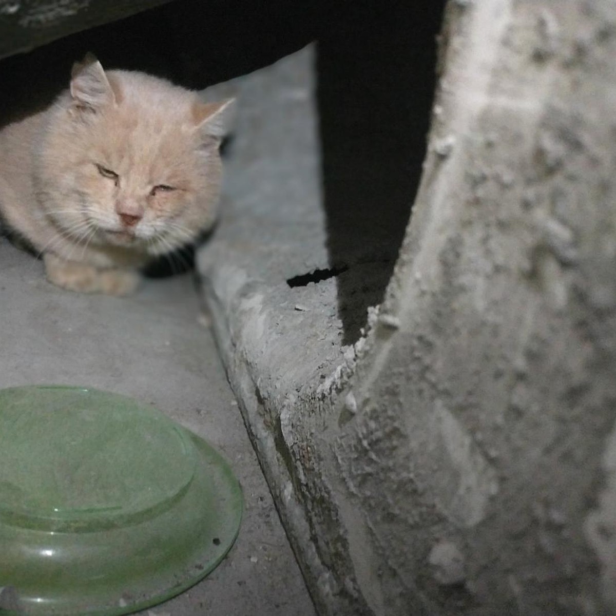 Пришлось избавиться после рождения детей: в Саратове кота в заклеенной  коробке выкинули на мусорку - KP.RU