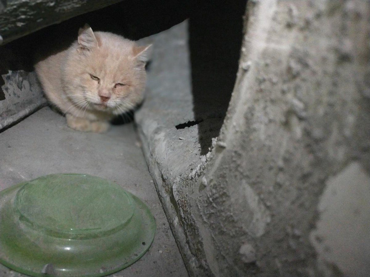 Пришлось избавиться после рождения детей: в Саратове кота в заклеенной  коробке выкинули на мусорку - KP.RU