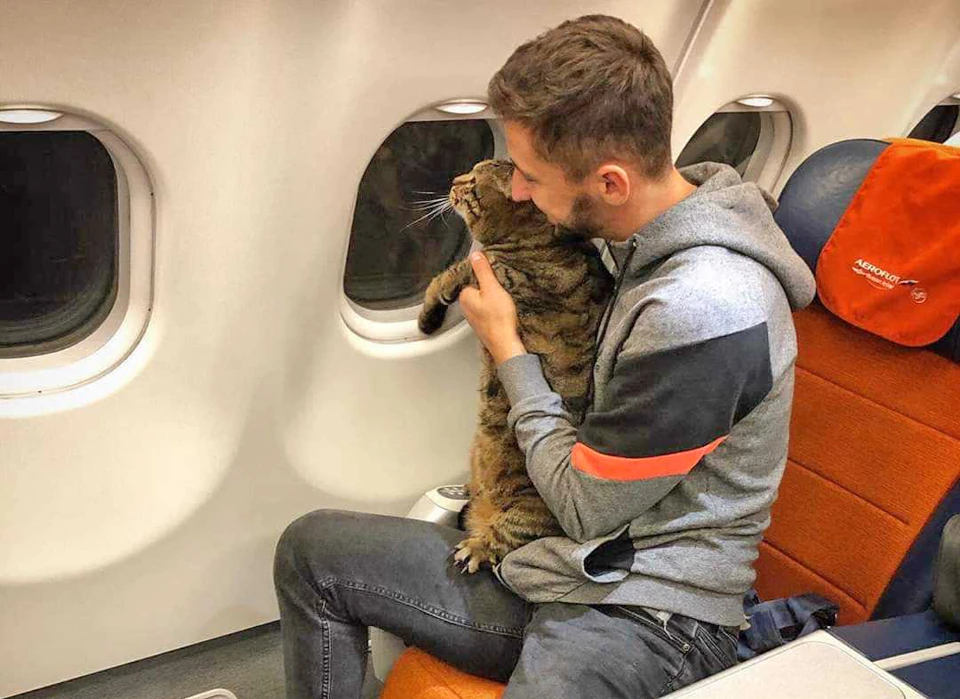 Путешественник кот Виктор должен похудеть, чтобы летать в самолетах.