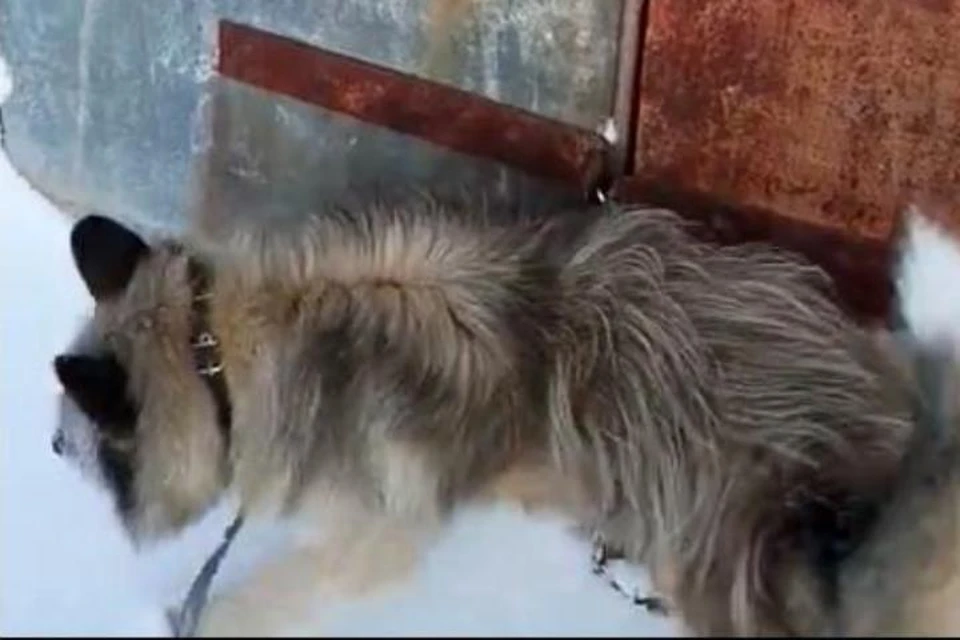 Из этого гаража раздается жалобный вой запертого пса. Фото: группа ВК «Подслушано в Соликамске».