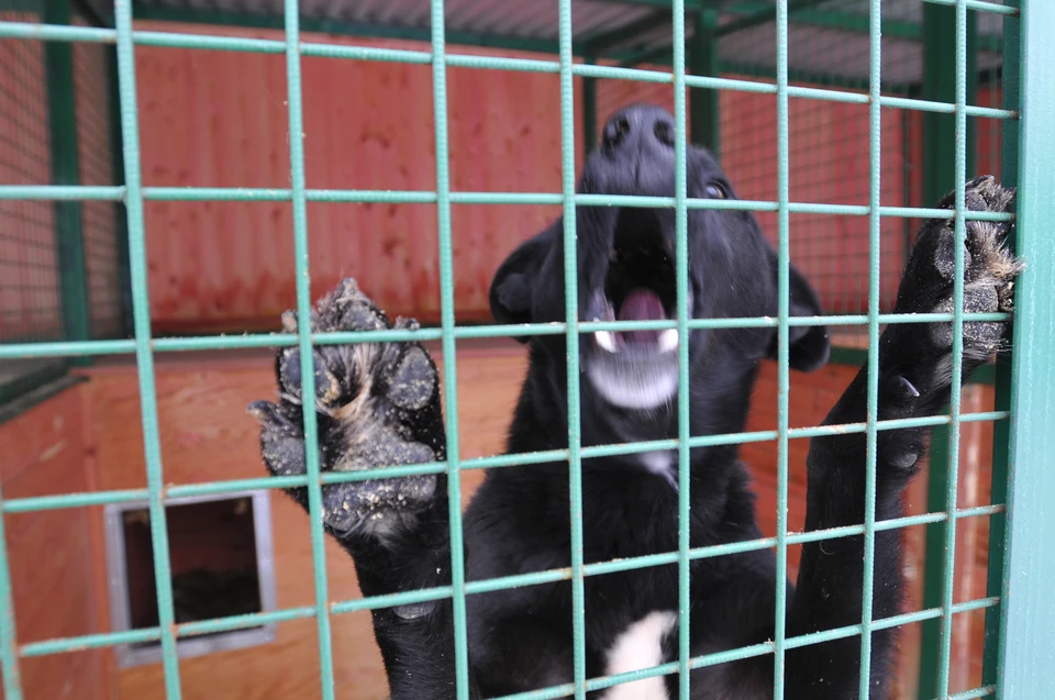 С лета в Полярном отловили 100 безнадозрных собак. Но животные все равно держат город в страхе.
