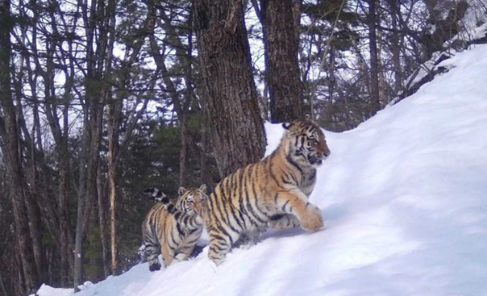 На территории Большехехцирского заповедника проживает семья из четырех тигров. Фото предоставлено Большехехцирским заповедником