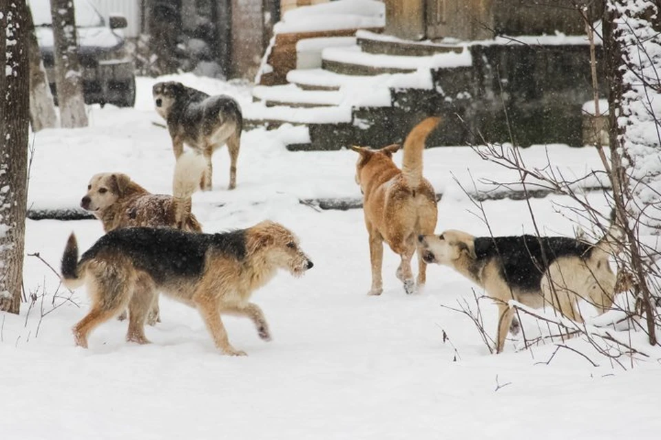 Безнадзорные собаки довольно вольготно чувствуют себя в Перми.