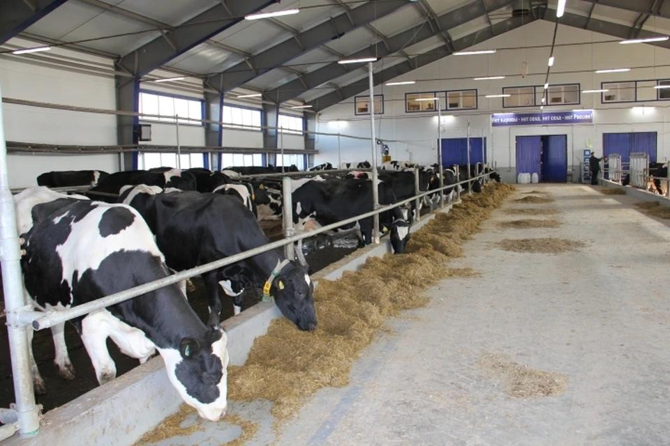 Для коров «Балтымского АгроКомплекса» созданы лучшие условия: теплые полы, чистая вода и индивидуальный рацион