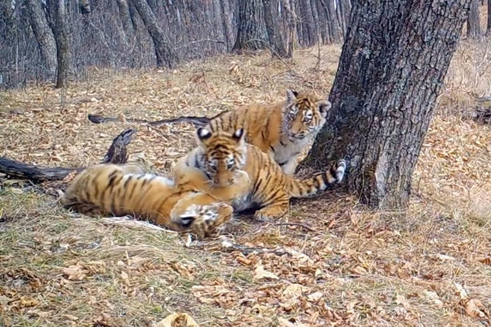 Три тигренка-непоседы ждали маму прямо перед фотоловушкой