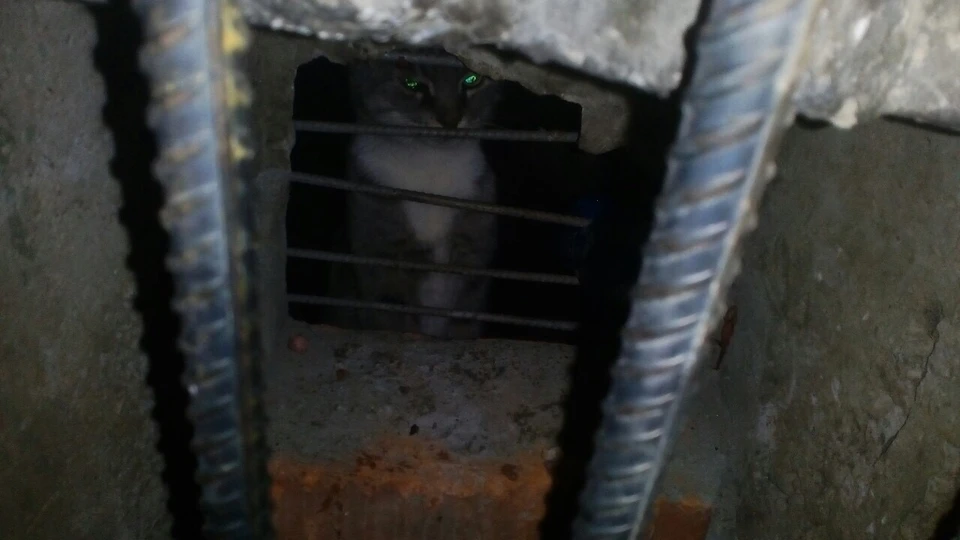 Фото несчастного котика прислали жители дома №185 на ул.Лакина