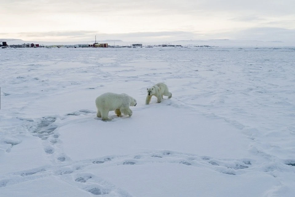 60 зверей находятся всего в двух километрах от села. Фото: Максим Деминов / WWF России