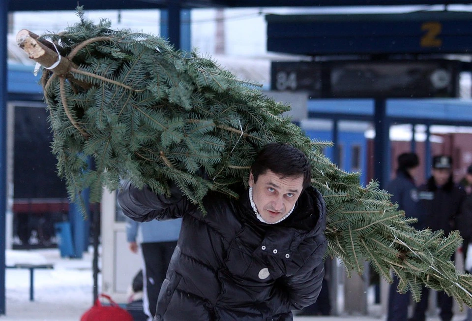 Открытие елочных базаров в Краснодаре запланировано на 15 декабря.