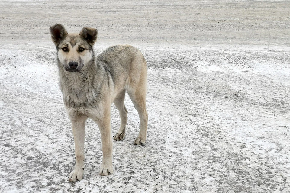 Срок действия контрактов на отлов и содержание бездомных собак в Красноярске заканчивается 25 декабря