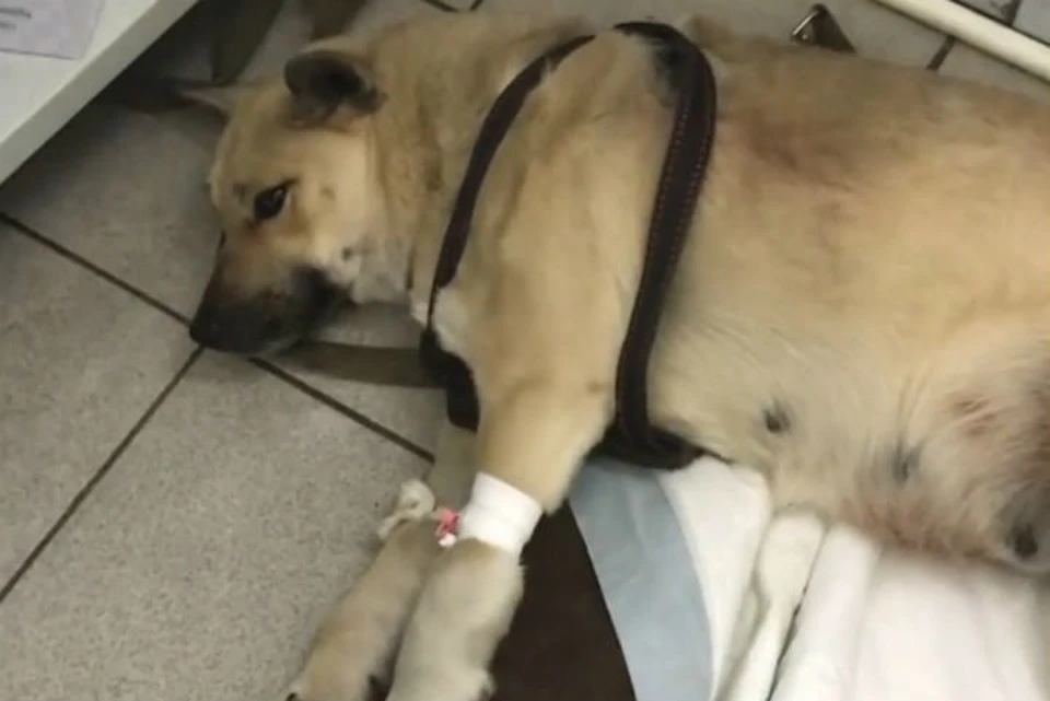 Истекала кровью и погибала от мороза: бездомную собаку расстреляли и бросили на дороге. Фото: скриншот видео doghausirk38.