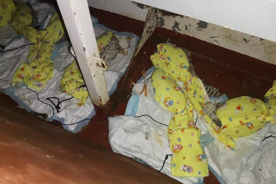 Замотанные в желтые пеленки птицы были обездвижены и лежали фактически на полу