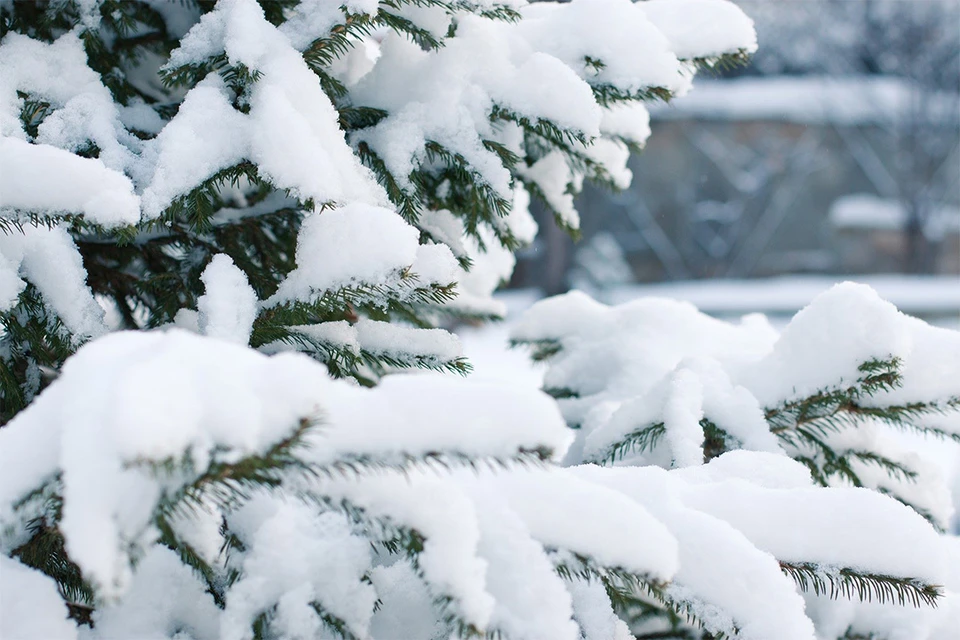 Почти каждый день в январе в Кирове будет идти снег. Фото: pixabay.com