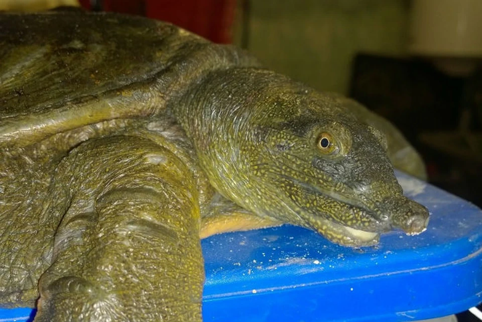 Продавали на суп: огромную черепаху спасли от убийства в Иркутске, но чуть не заморили голодом. Фото: иркутская зоогалерея.