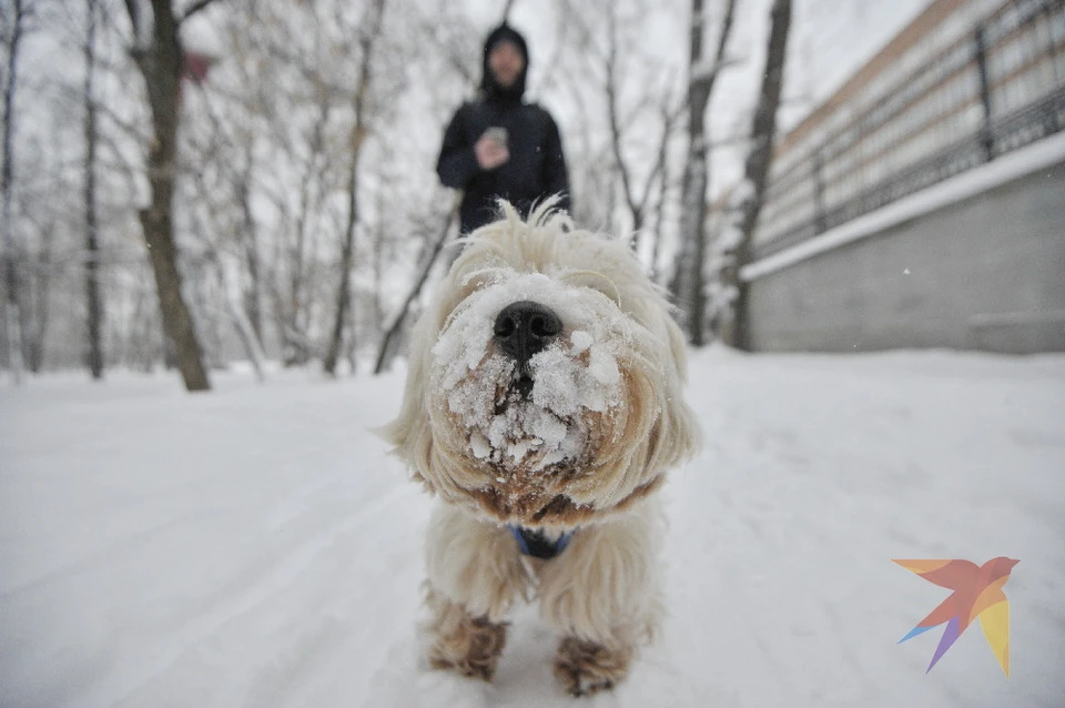 Зимы дождались! Десять самых снежных фотографий в рязанском Instagram.
