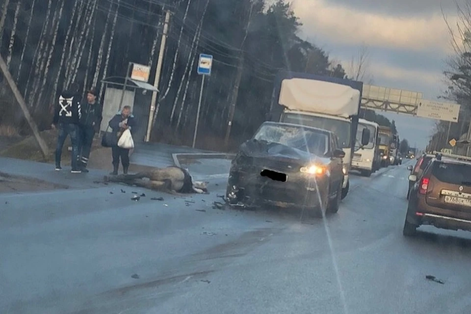 Лошадь сбили насмерть на Красносельском шоссе в Петербурге
