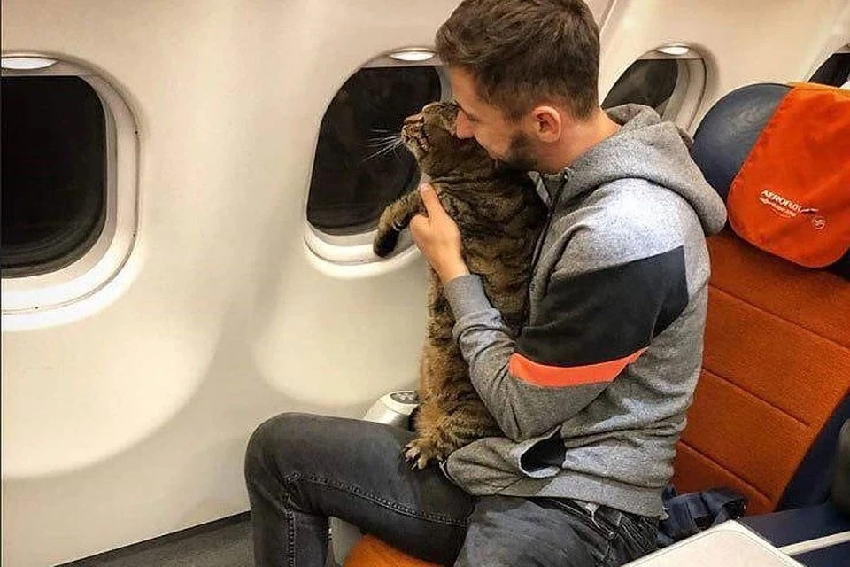 Путешествие кота Виктора привлекло внимание к проблеме перевозки в самолетах домашних питомцев