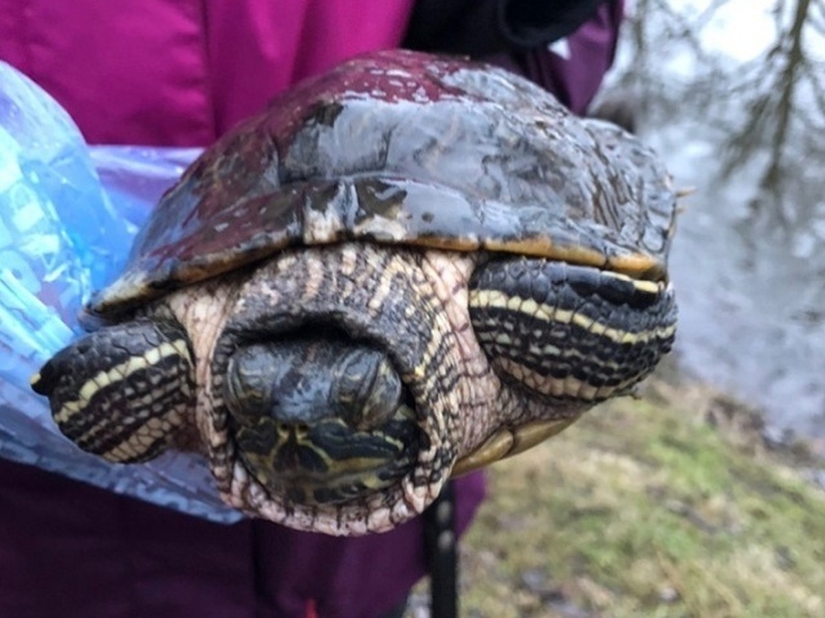 Анатомия черепахи. Черепаха испортила дорожку. Где находится черепаха в зоомагазине. Черепаший панцирь the forest. Строение черепахи сухопутной.